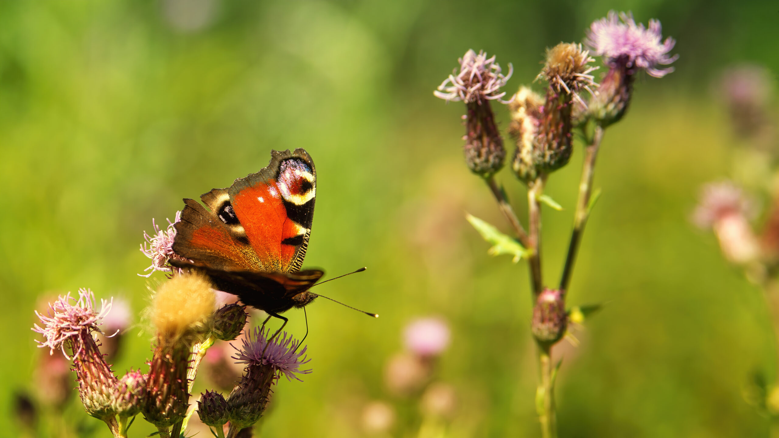 How to Attract Butterflies to Your Garden